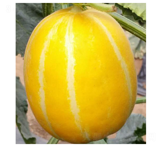 ���-��ϷN��-���N