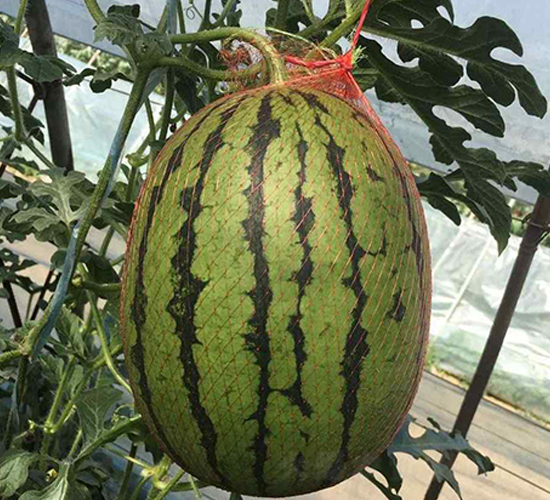 ����-���ϷN��-���N