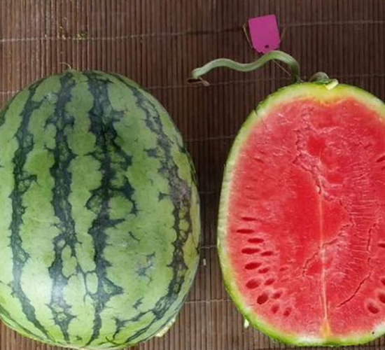 ����-���ϷN��-���N