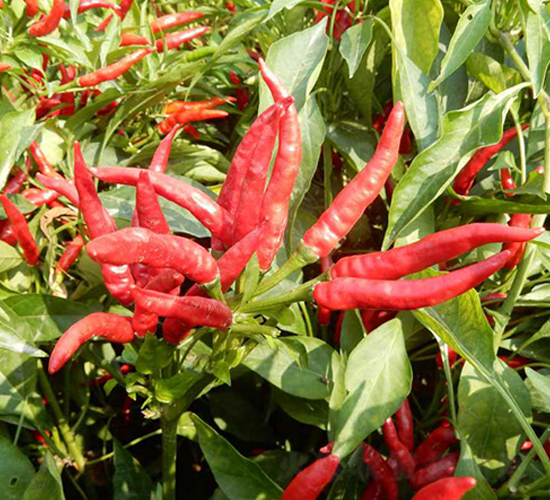 �t��-���콷�N��-���N