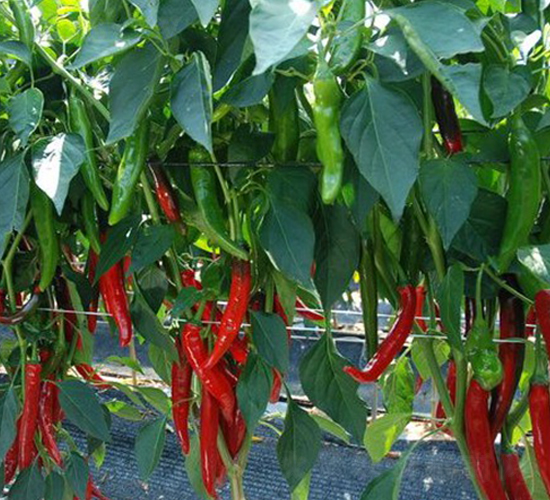 ���r(n��ng)-�����N��-���N