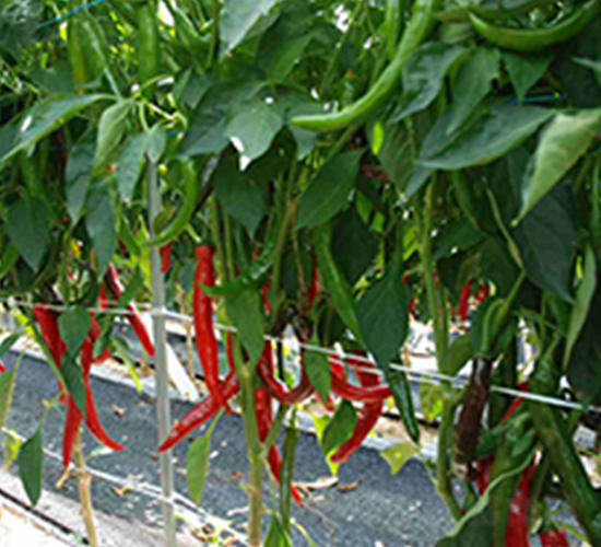 ����-�����N��-���N