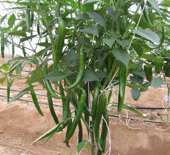 �t����2̖-�����N��-���N