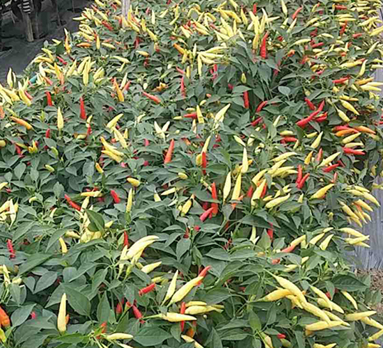 �����t-�����N��-���N