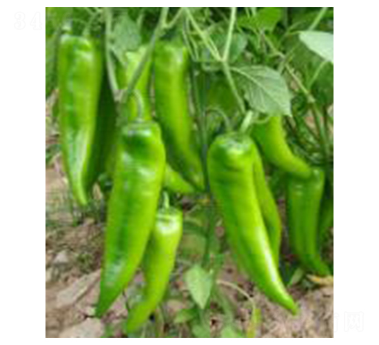 �P��-�����N��-���N