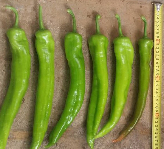 ����-�����N��-���N