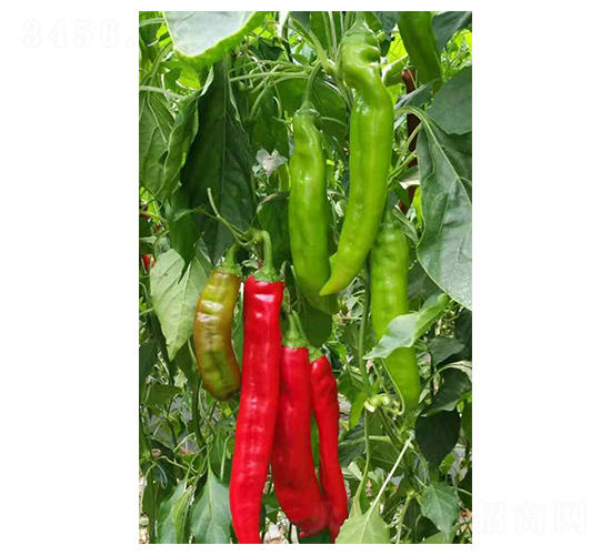 ���-�����N��-���N