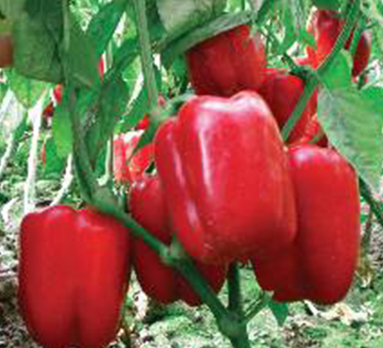 ِ��-�𽷷N��-���N