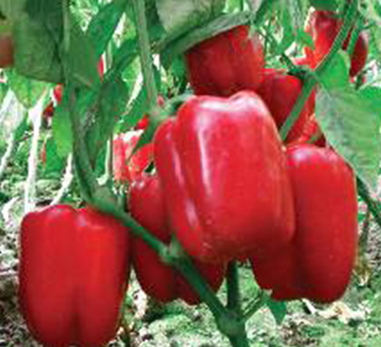 �¾�-�𽷷N��-���N