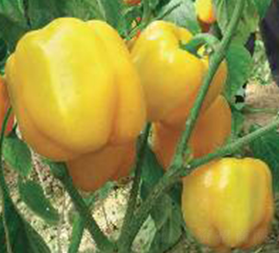 ����-�𽷷N��-���N