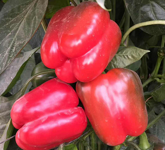 �tϲ-�𽷷N��-���N