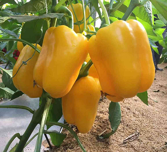 ��M�@-�𽷷N��-���N