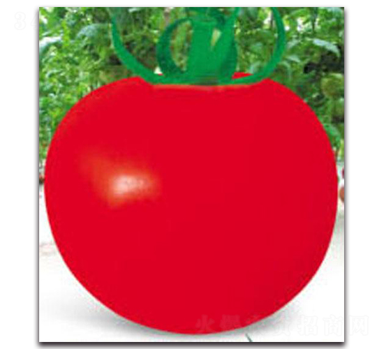 ��ɫ��318��t����-���ѷN��-�z��