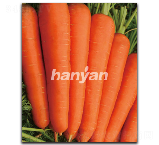 �h�u��̖-���}���N��-�h��