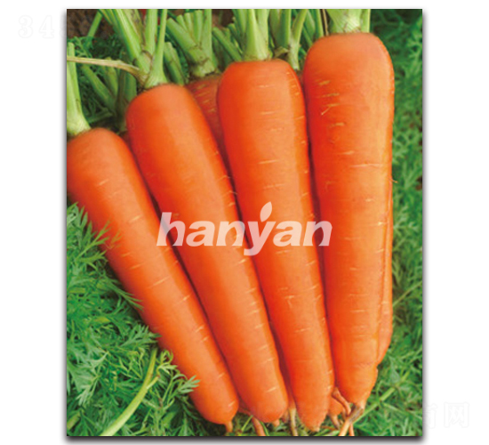 �h�u��̖-���}���N��-�h��