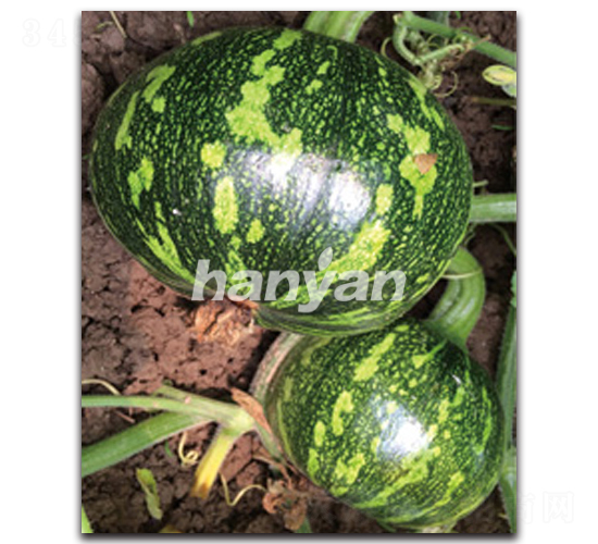 �h����̖(h��o)-�ϹϷN��-�h��