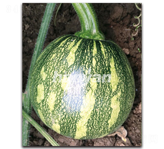 �h����̖(h��o)-�ϹϷN��-�h��