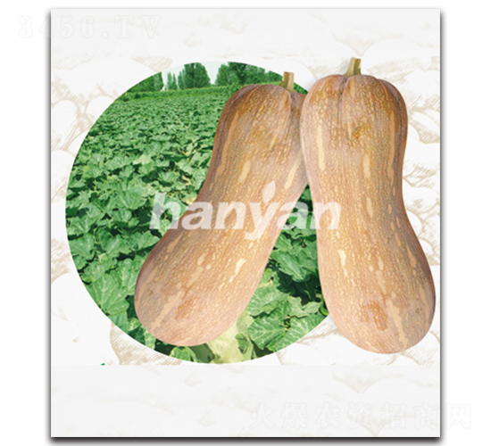 �h����̖-�ϹϷN��-�h��