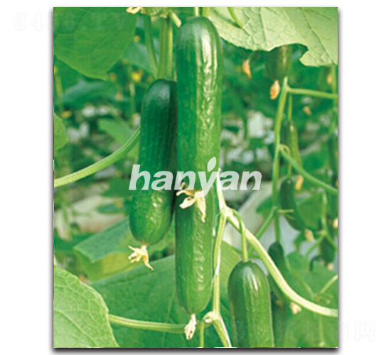 �h������1̖(h��o)-�S�ϷN��-�h��