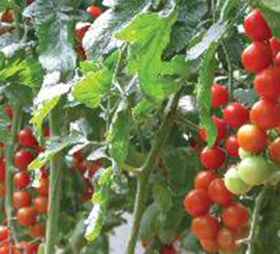 �hķ�ӹ�ެ��-���ѷN��-���N