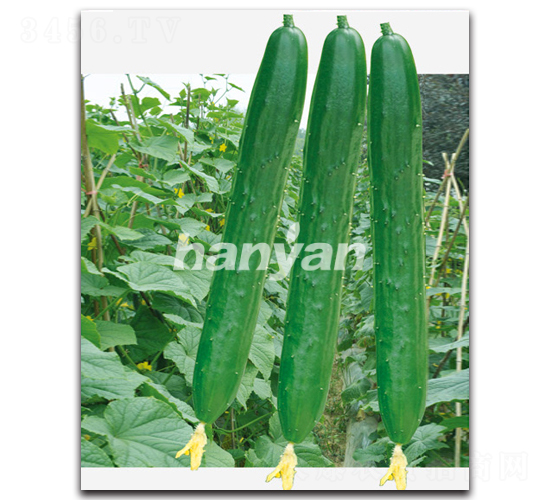 �h���̖(h��o)-�S�ϷN��-�h��