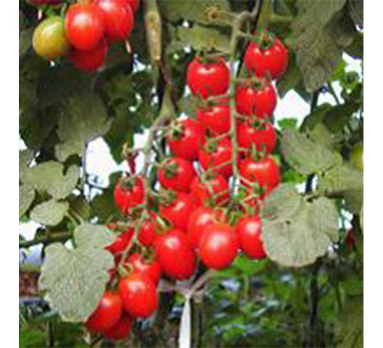 P199-���ѷN��-���N