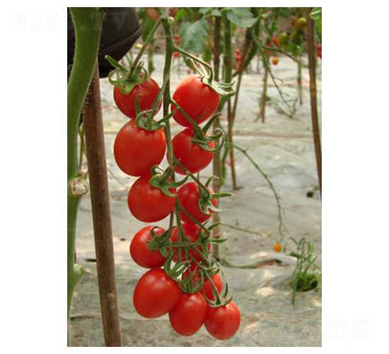 528-���ѷN��-���N