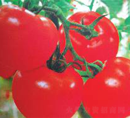 ����833-���ѷN��-���N