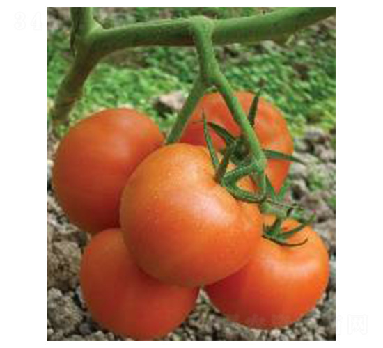 ���-���ѷN��-���N