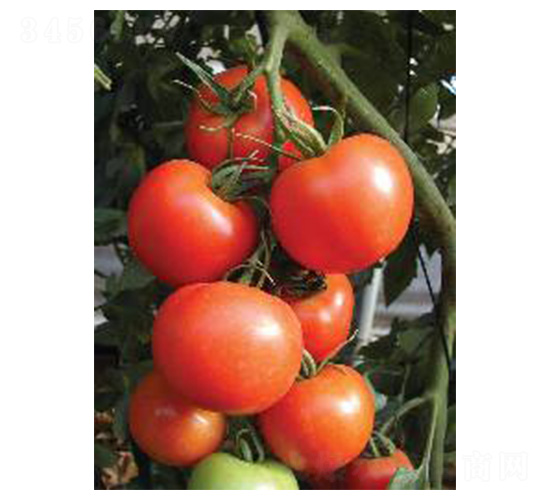 ِ�������w-���ѷN��-���N