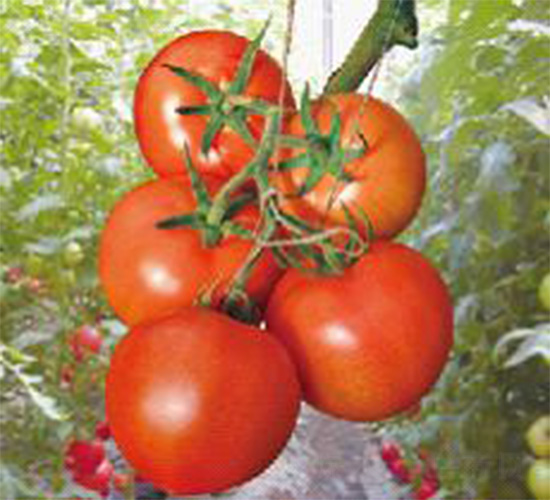 ������-���ѷN��-���N