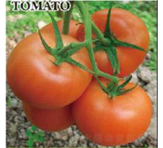 ����z-���ѷN��-���N