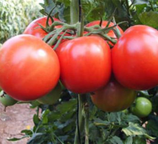 ����һ̖-���ѷN��-���N