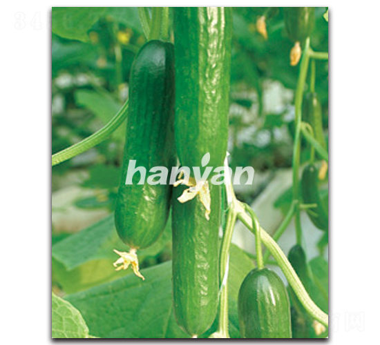 �h������4̖-�S�ϷN��-�h��