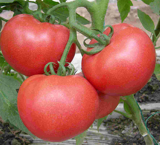 ���݁�-���ѷN��-���N