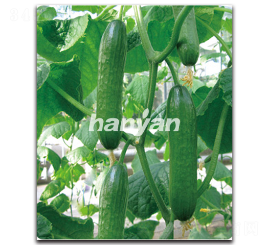 �h������6̖-�S�ϷN��-�h��