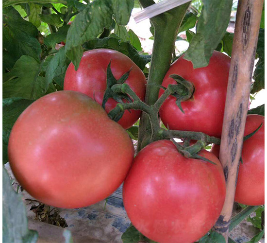 �R��-���ѷN��-���N