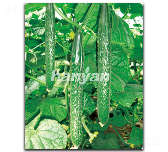 �h��8̖-�S�ϷN��-�h��