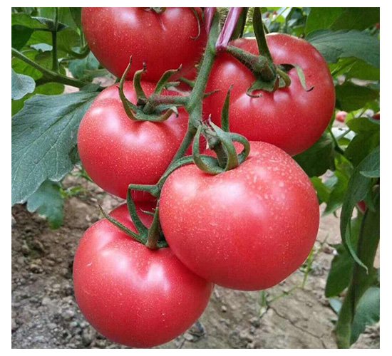 ��ɯ-���ѷN��-���N