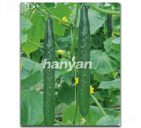 �h��9̖(h��o)-�S�ϷN��-�h��