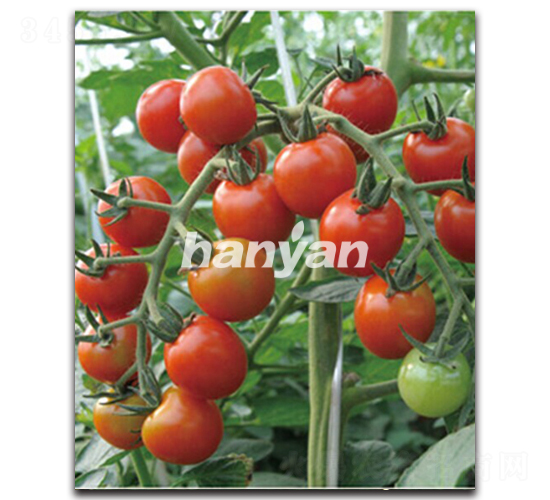 �h�Ѽt��-���ѷN��-�h��