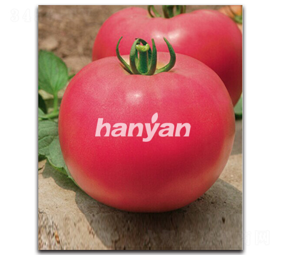 �h��һ̖(h��o)-���ѷN��-�h��