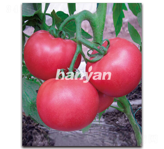 �h�۶�̖(h��o)-���ѷN��-�h��