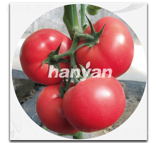 �h��һ̖(h��o)-���ѷN��-�h��