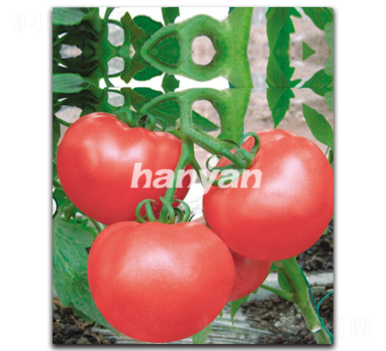 �h����̖(h��o)-���ѷN��-�h��