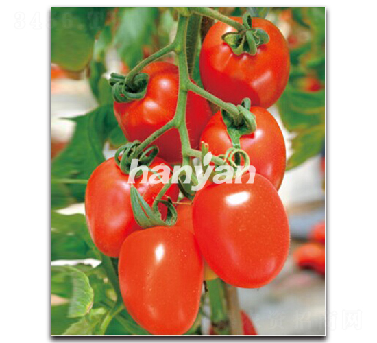 �hͮһ̖-���ѷN��-�h��