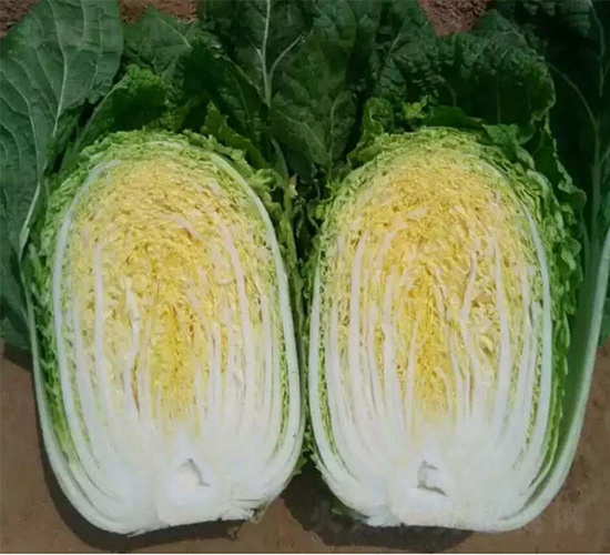 ȫ��1̖(h��o)-�ײ˷N��-���N