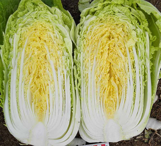 ȫ��2̖-�ײ˷N��-���N