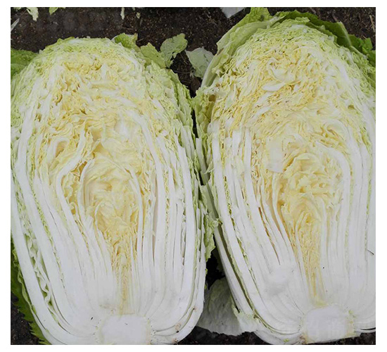 ȫ��3̖-�ײ˷N��-���N