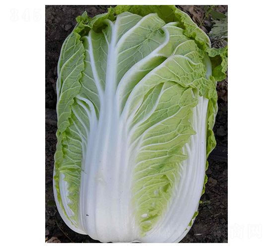 ȫ��4̖-�ײ˷N��-���N